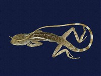 藏品(斯文豪氏攀蜥)的圖片